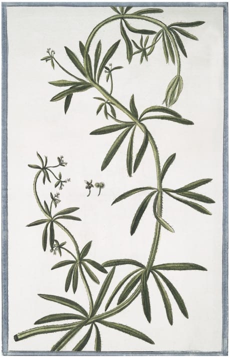 ITALIAN BOTANICALS
