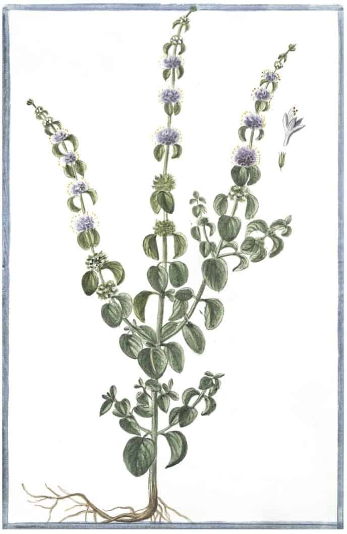 ITALIAN BOTANICALS