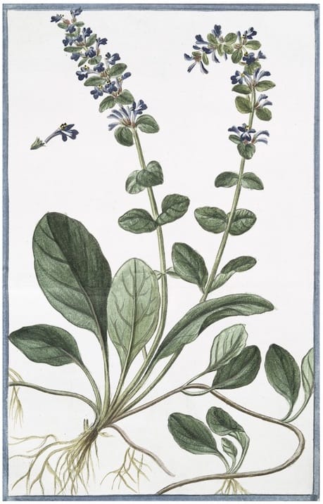 ITALIAN BOTANICALS