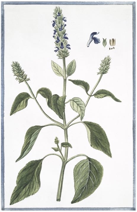 ITALIAN BOTANICALS