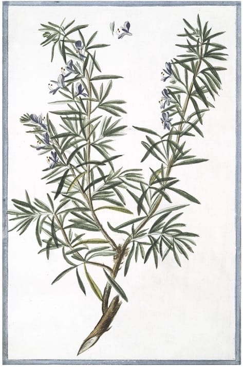 ITALIAN BOTANICALS