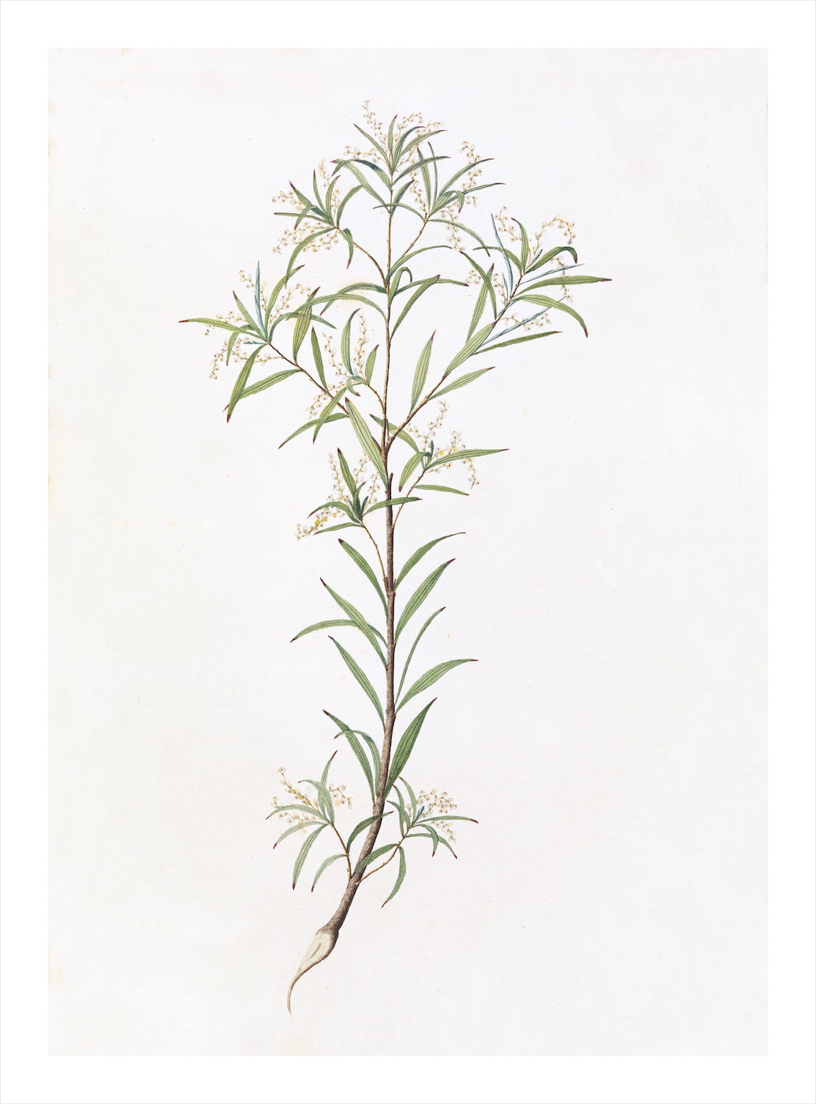 AUSTRALIAN BOTANICALS