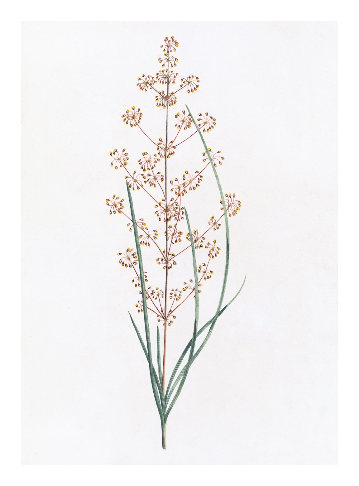 AUSTRALIAN BOTANICALS