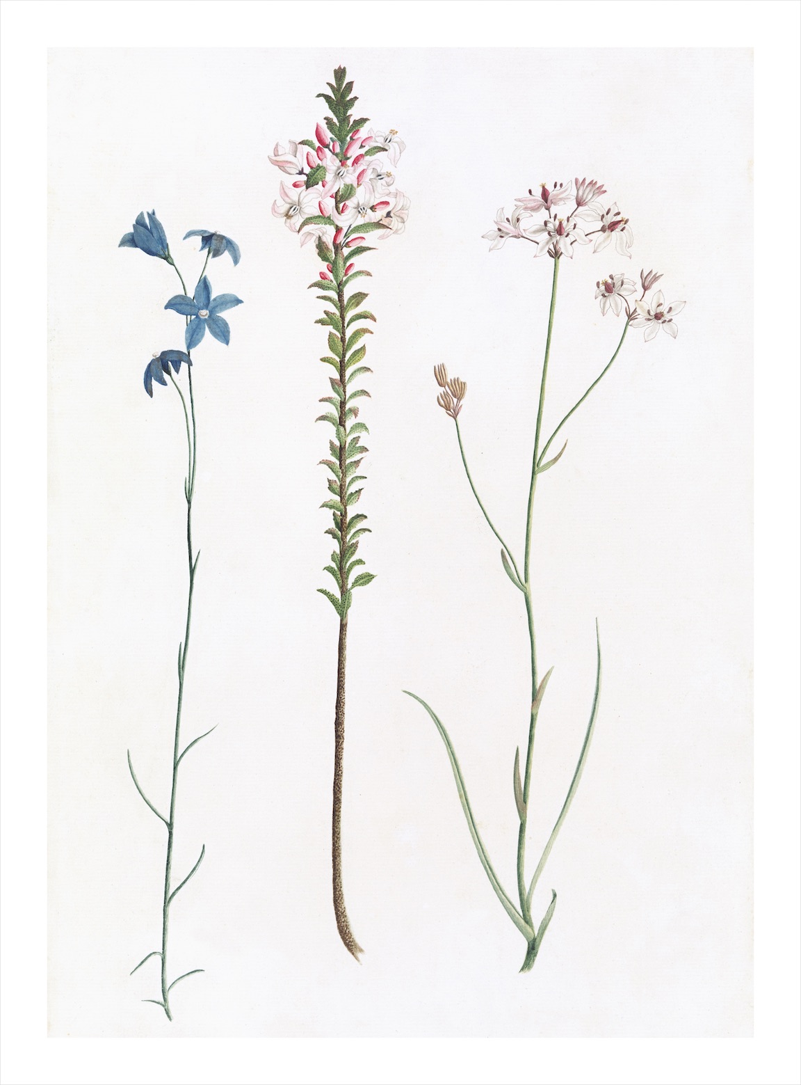 AUSTRALIAN BOTANICALS