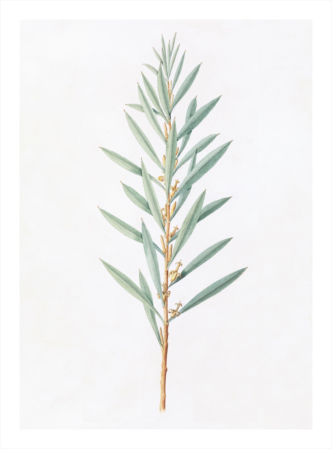 AUSTRALIAN BOTANICALS