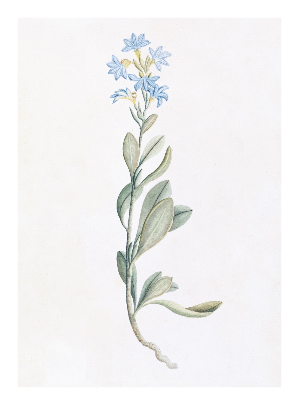 AUSTRALIAN BOTANICALS