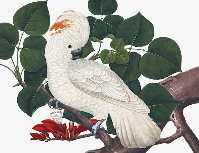 CHINESE BIRDS