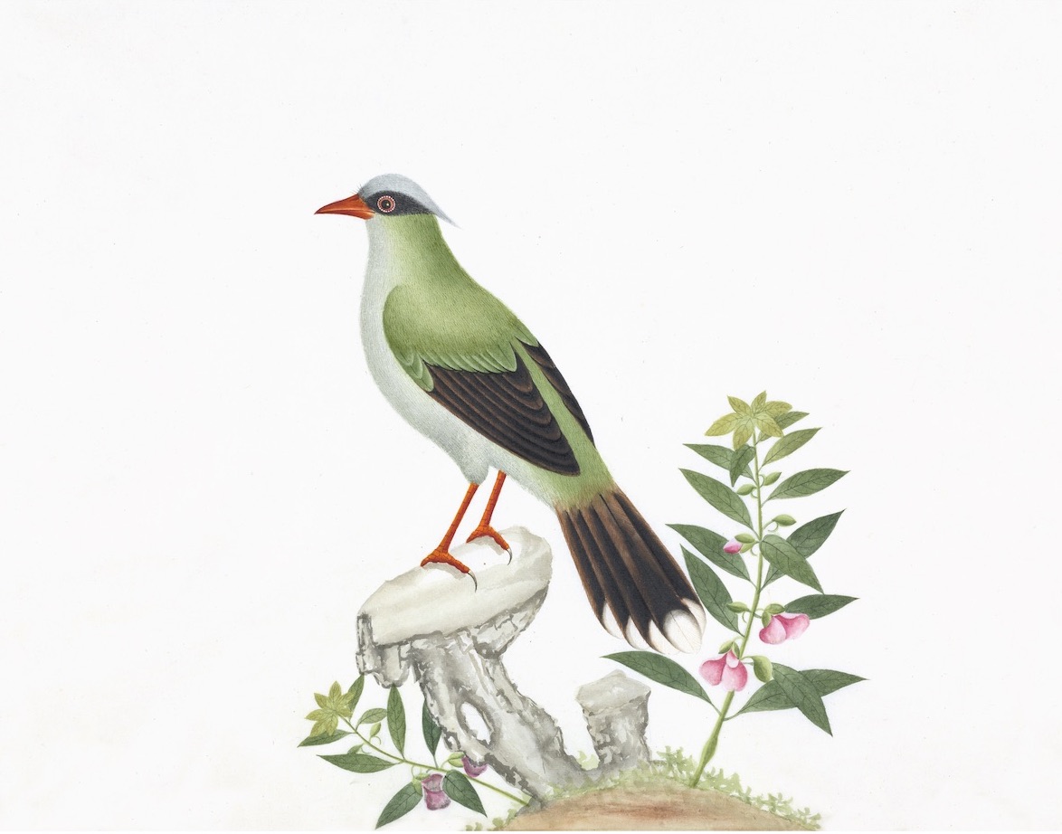 CHINESE BIRDS