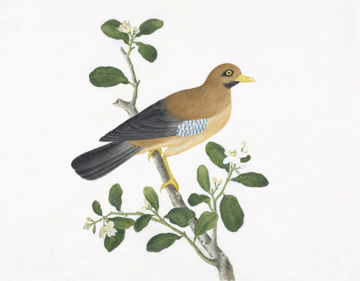 CHINESE BIRDS