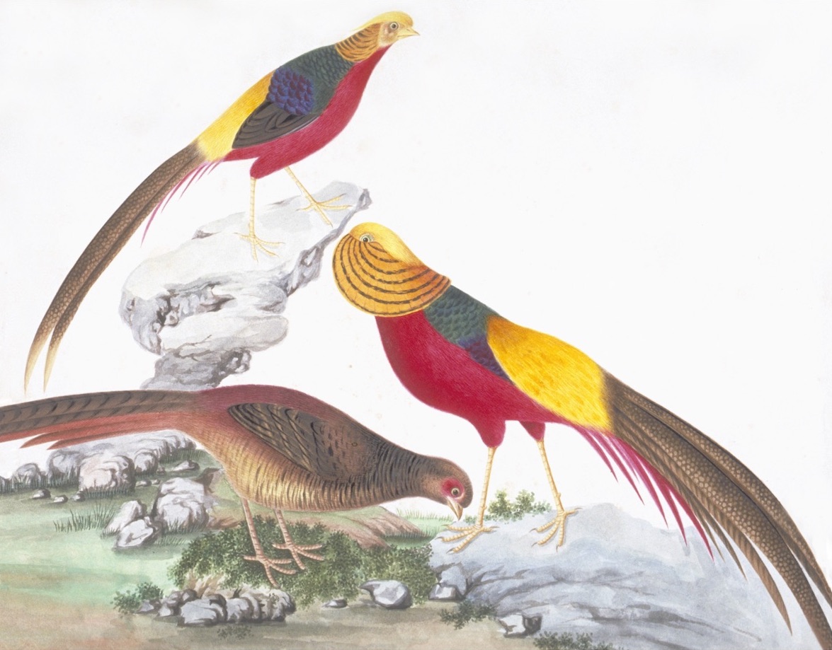CHINESE BIRDS