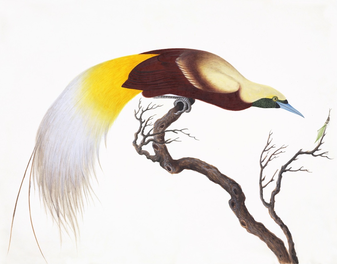 CHINESE BIRDS