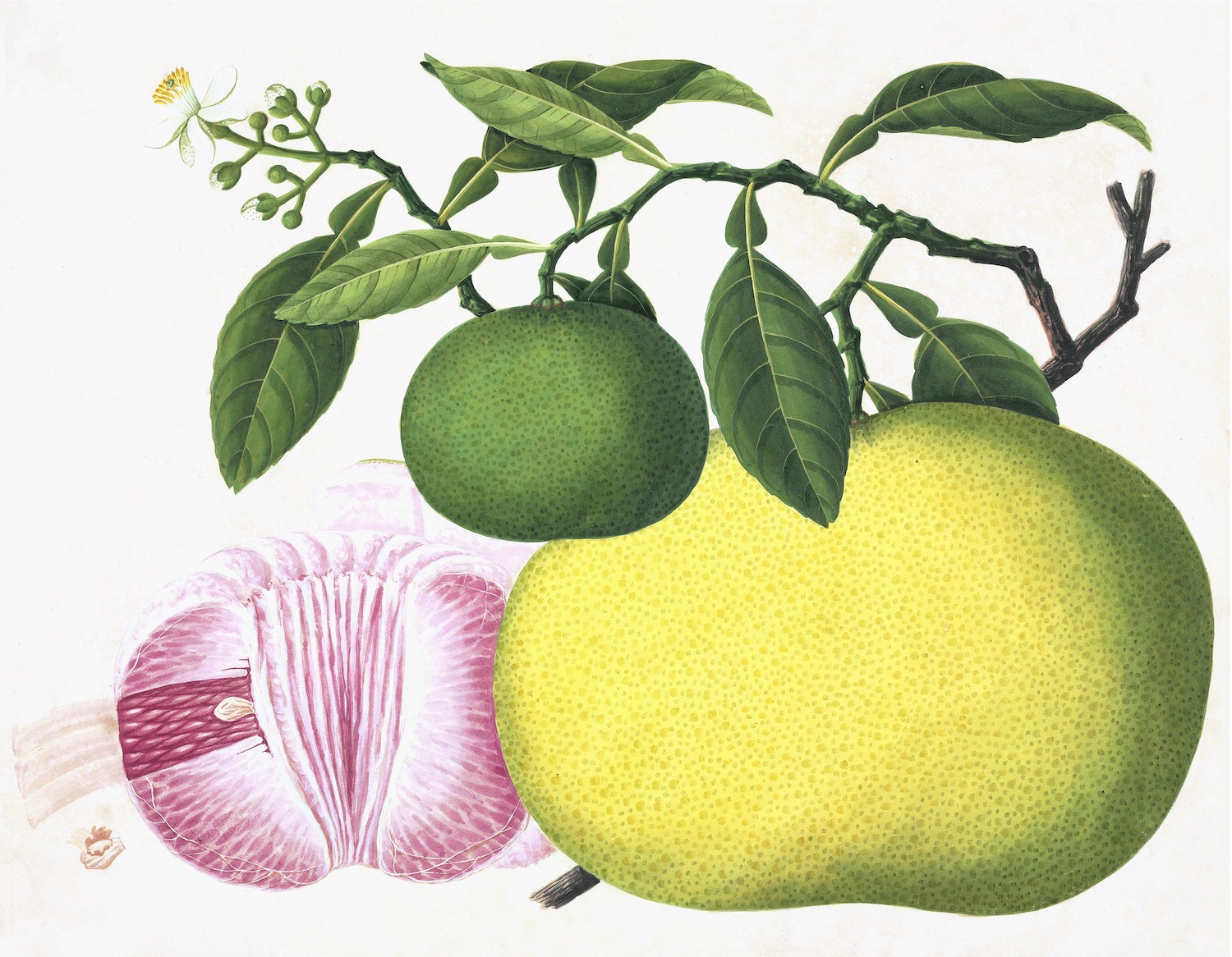 CHINESE FRUIT