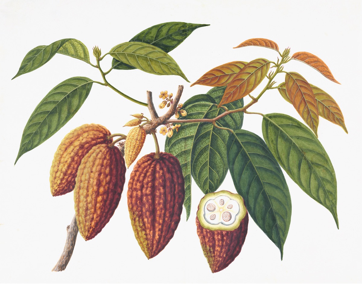 CHINESE FRUIT