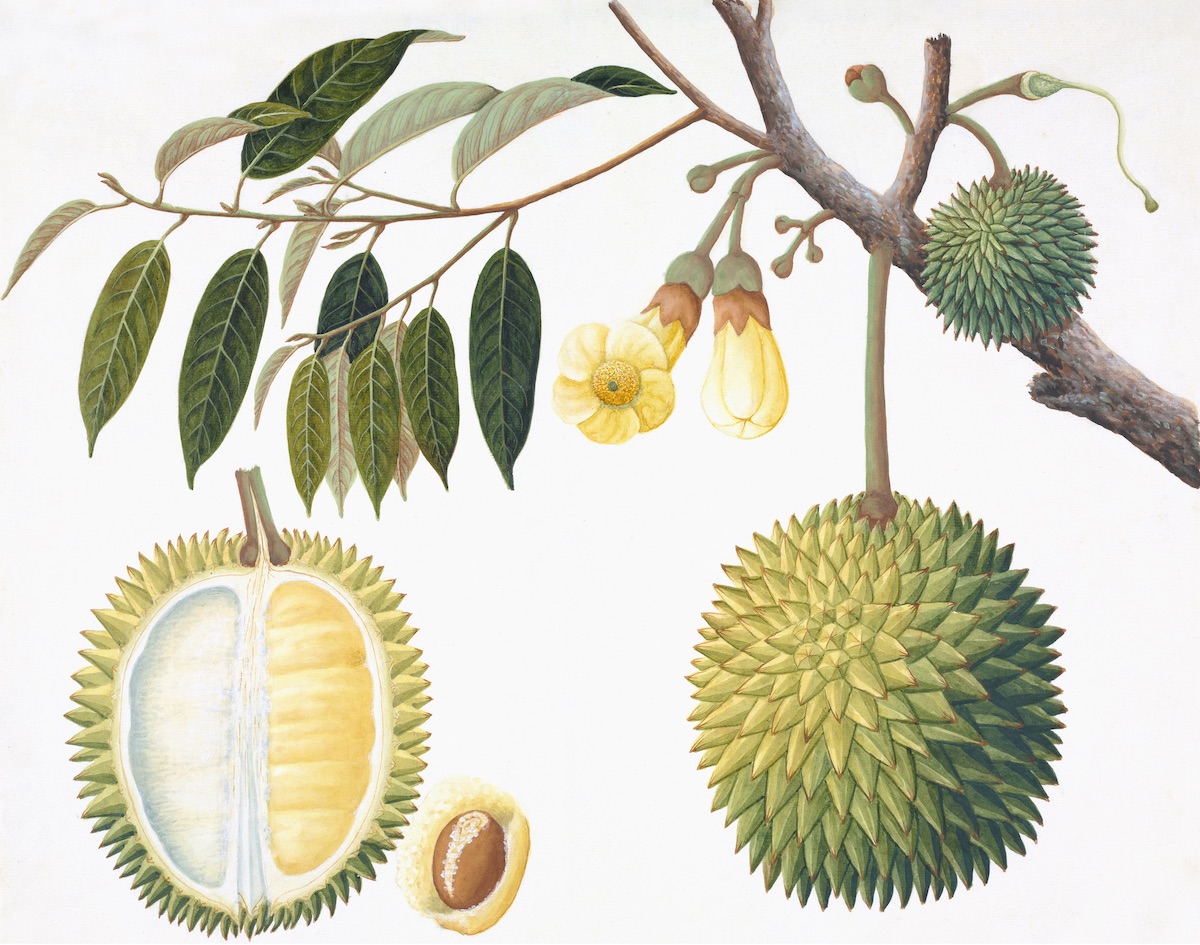 CHINESE FRUIT
