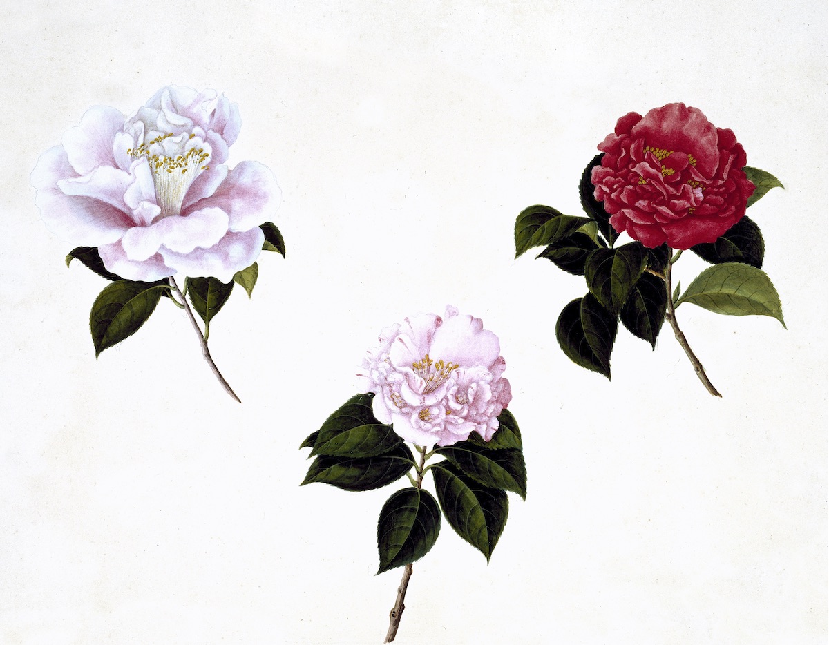 CHINESE FLOWERS