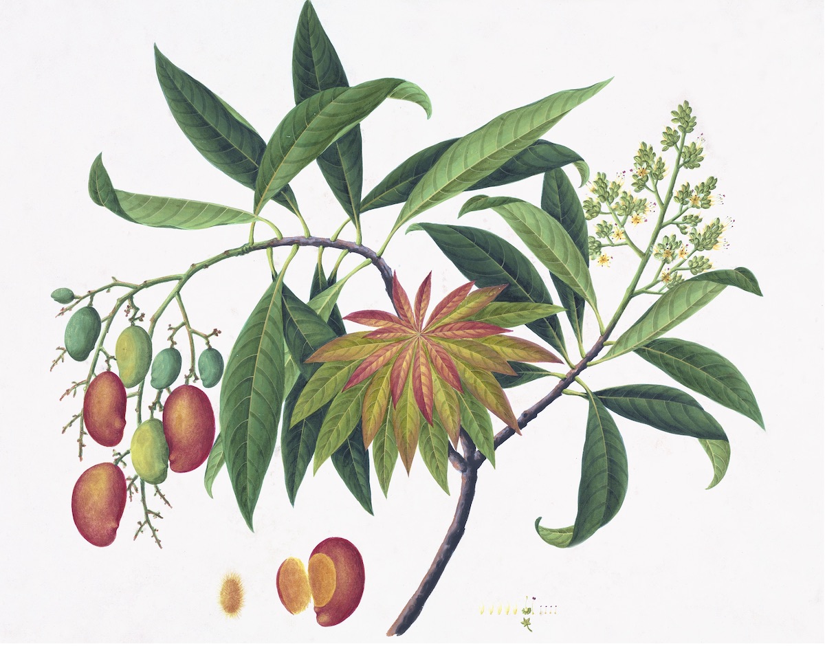 CHINESE FRUIT