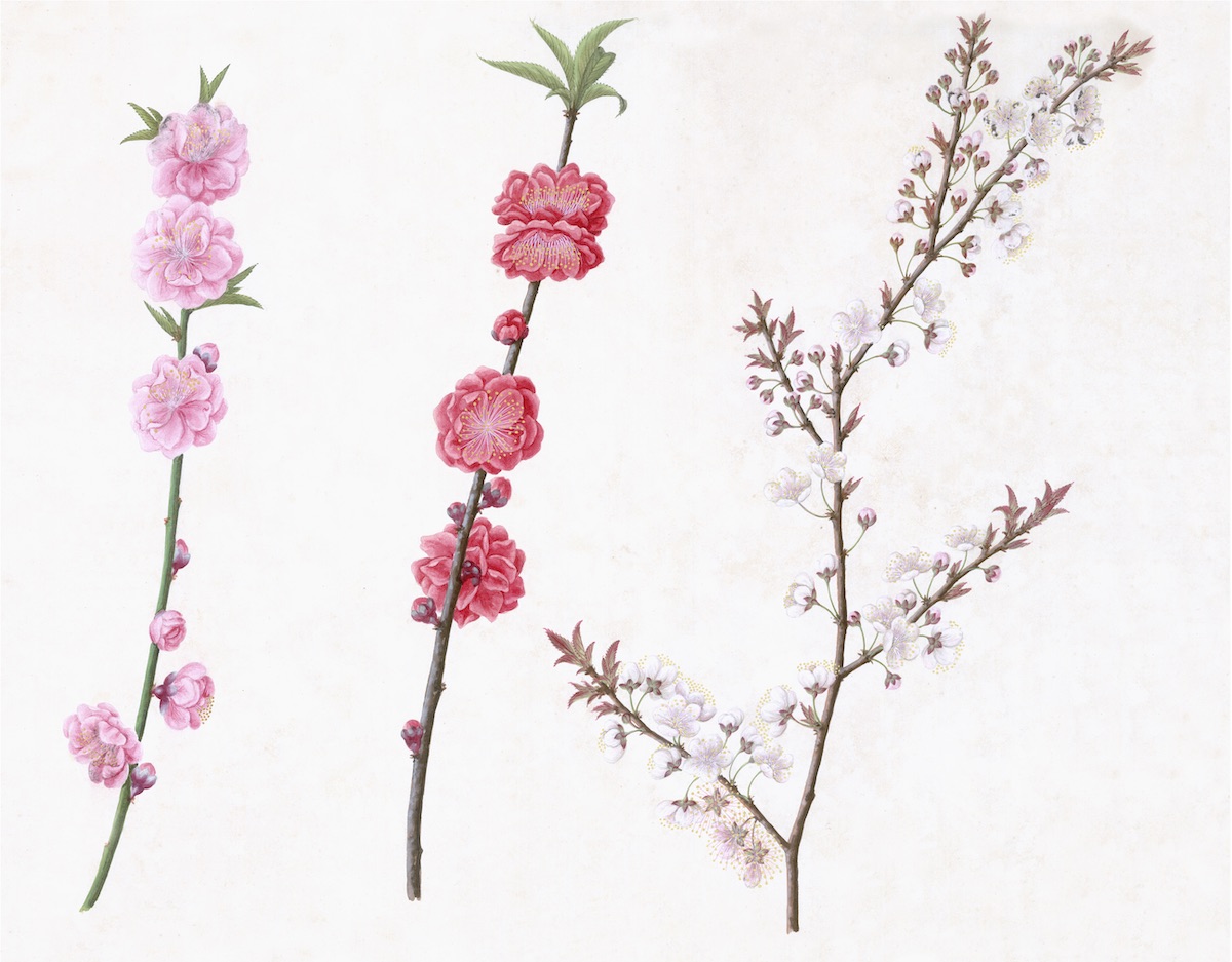 CHINESE FLOWERS