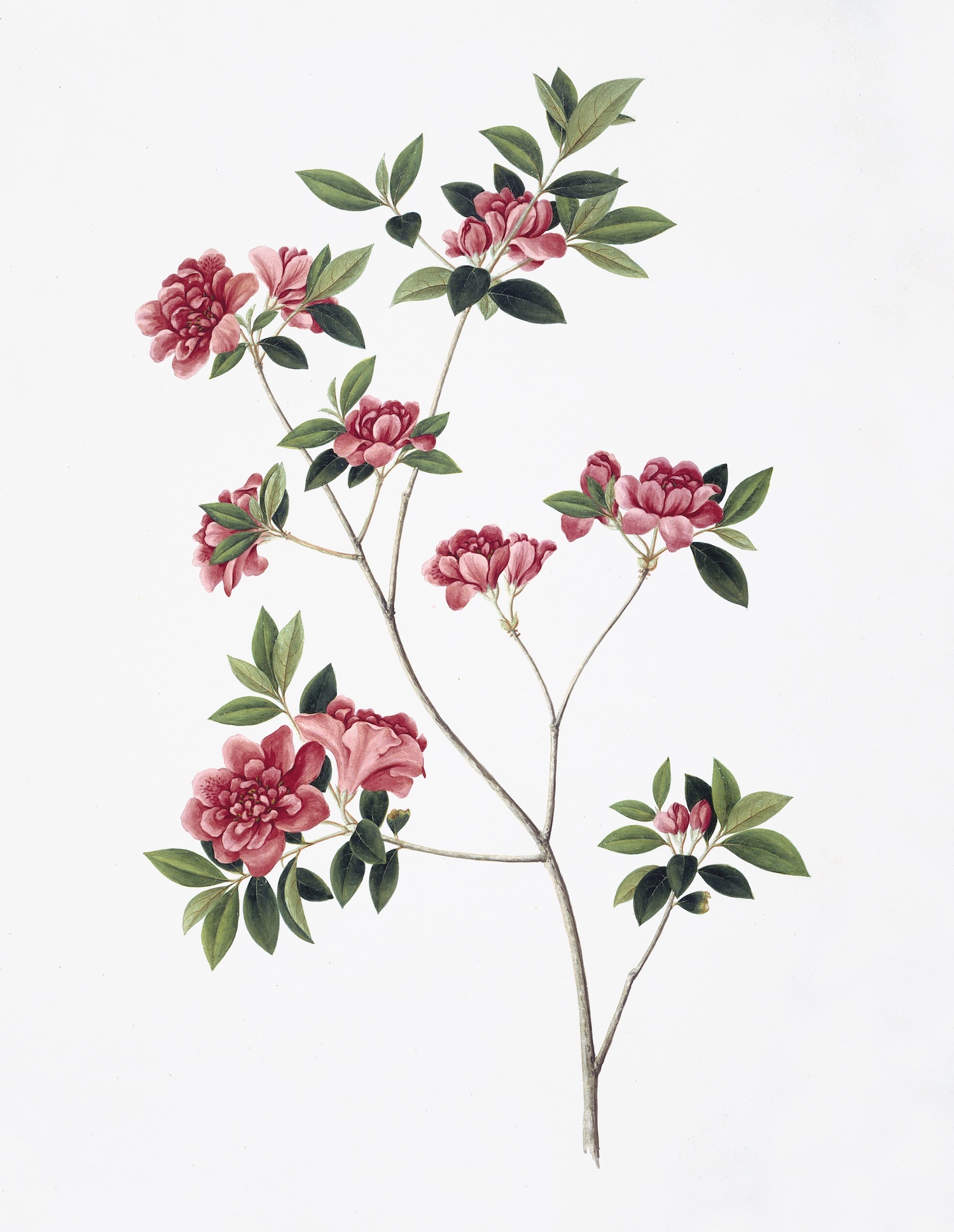 CHINESE FLOWERS
