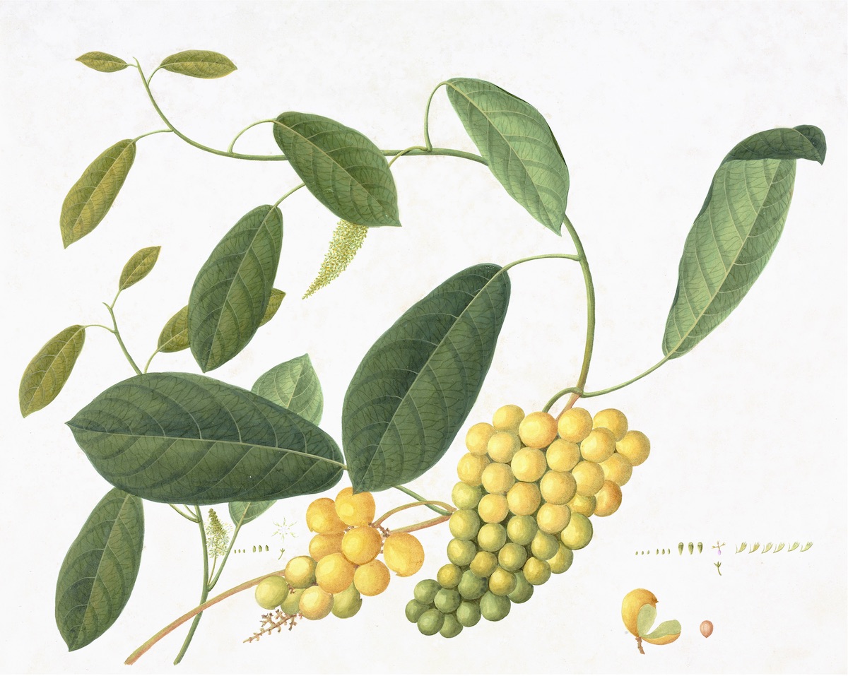 CHINESE FRUIT