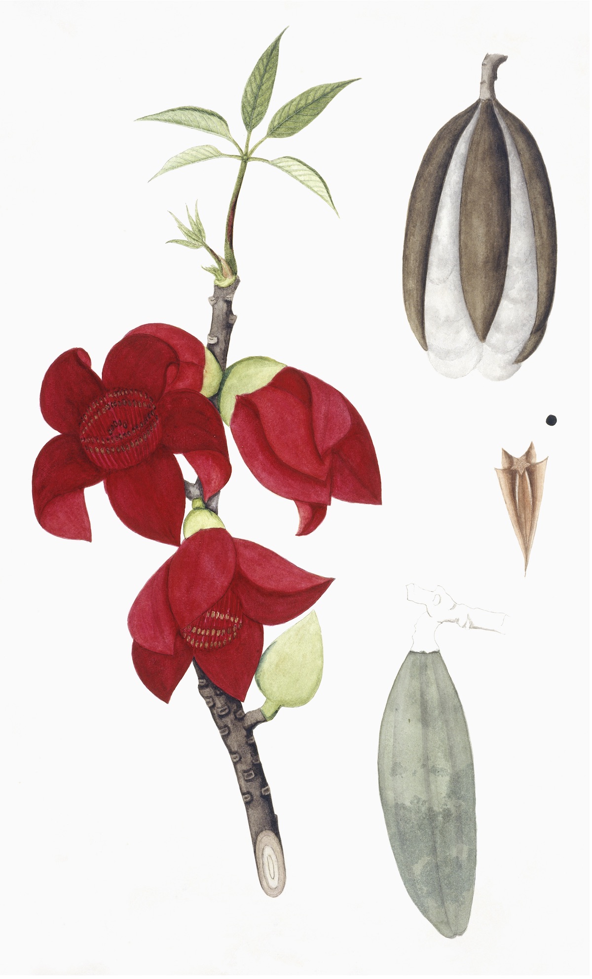 EAST INDIAN FLORA
