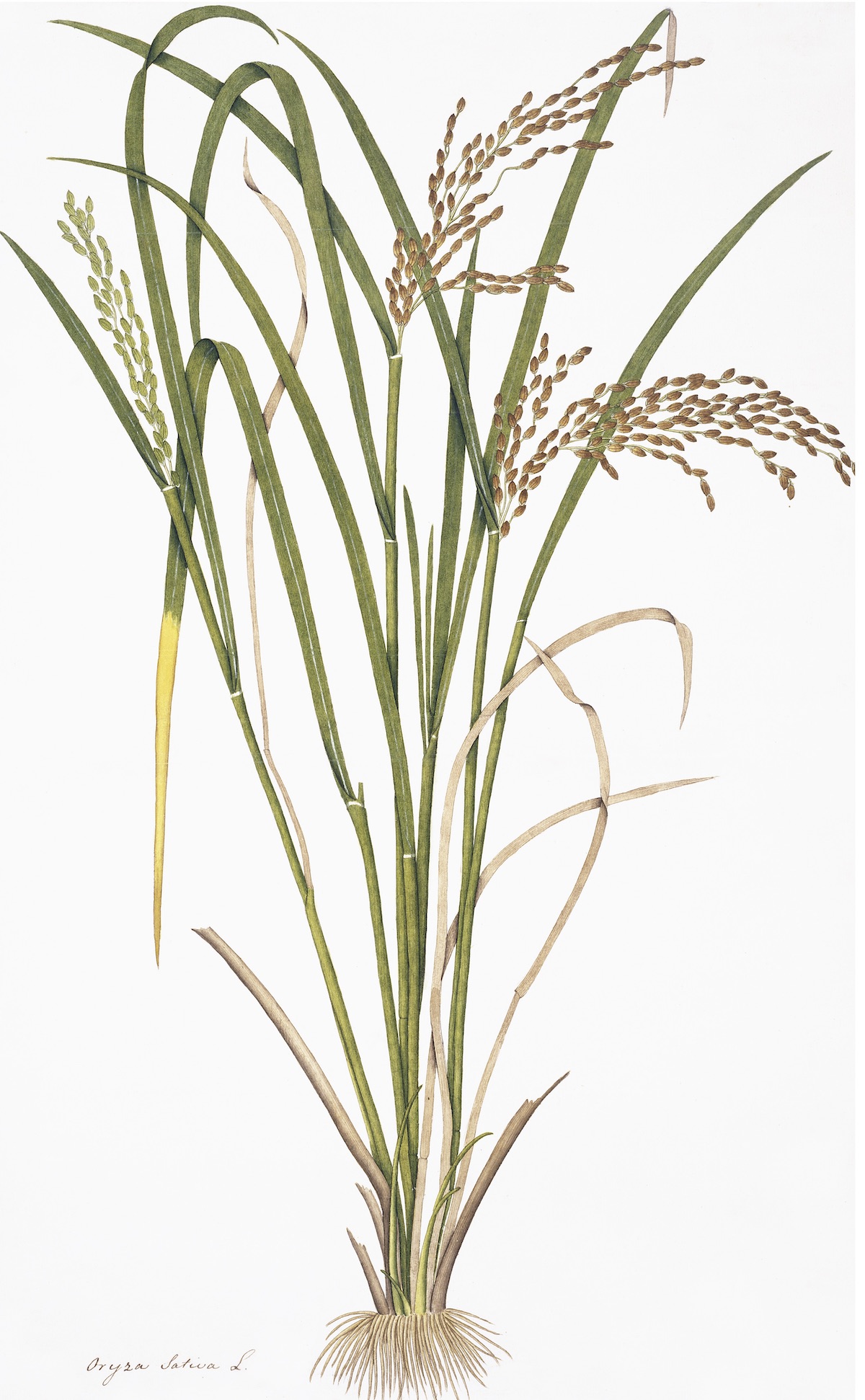 EAST INDIAN FLORA