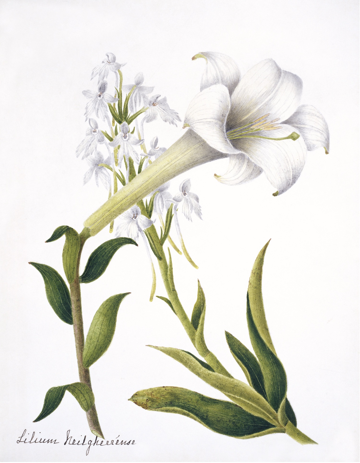 NEHRU BOTANICALS