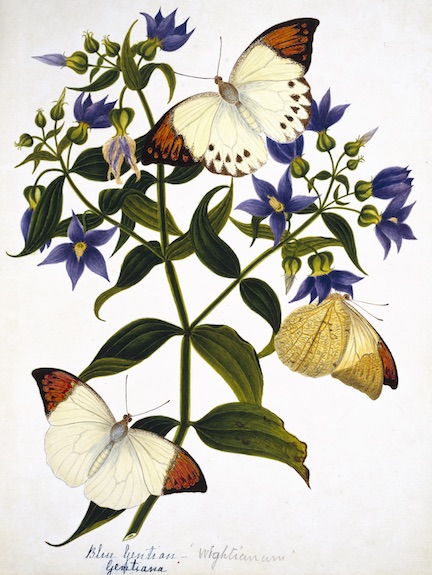 NEHRU BOTANICALS
