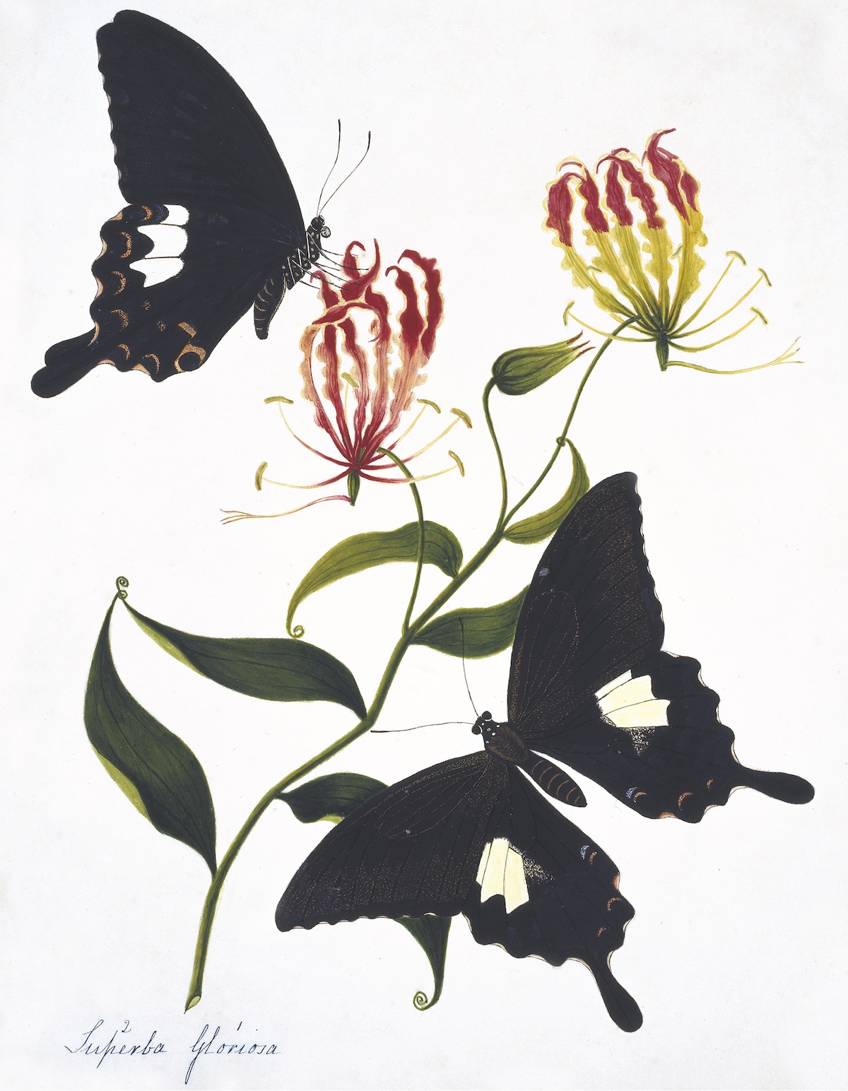 NEHRU BOTANICALS