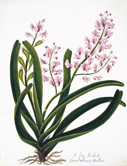 NEHRU BOTANICALS