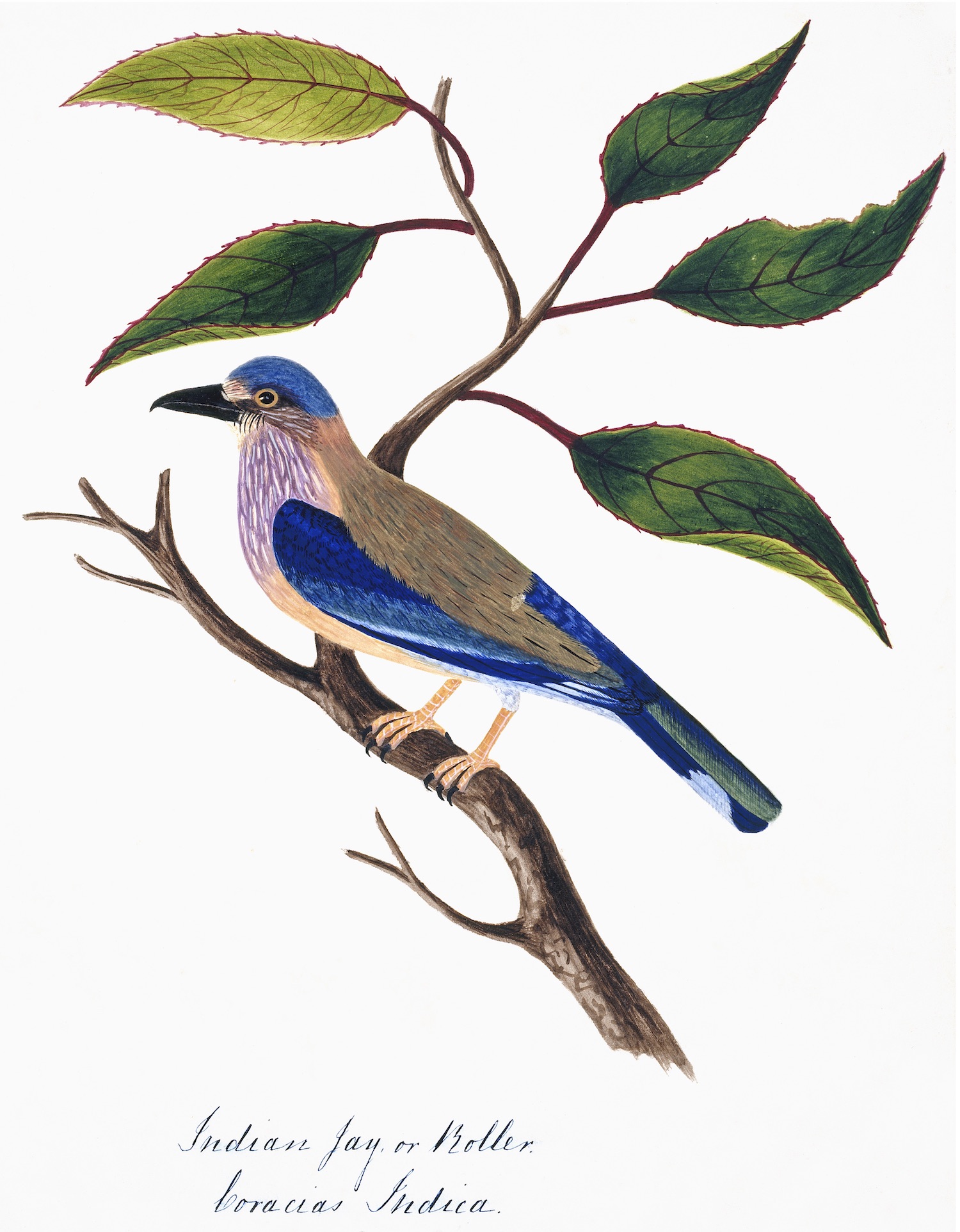 NEHRU BIRDS