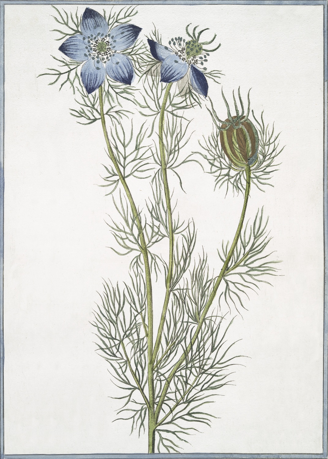 ITALIAN BOTANICALS