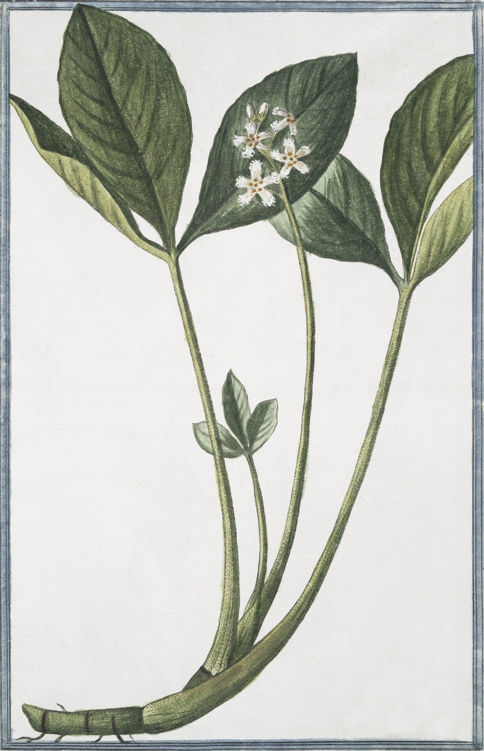 ITALIAN BOTANICALS