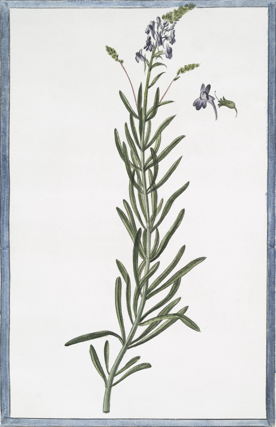 ITALIAN BOTANICALS
