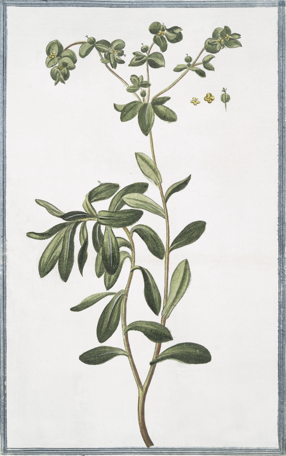 ITALIAN BOTANICALS