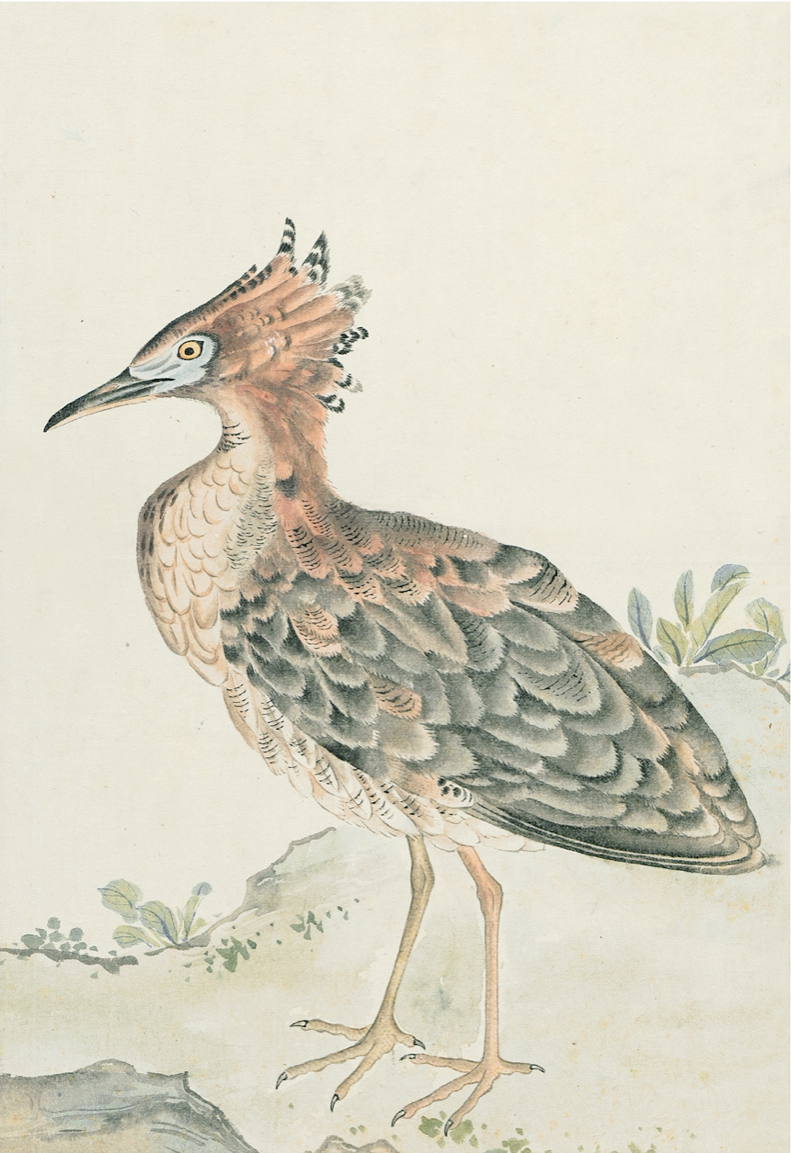 JAPANESE BIRDS
