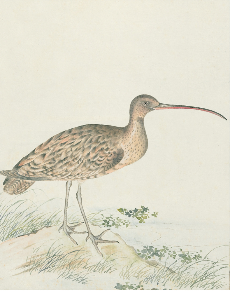 JAPANESE BIRDS