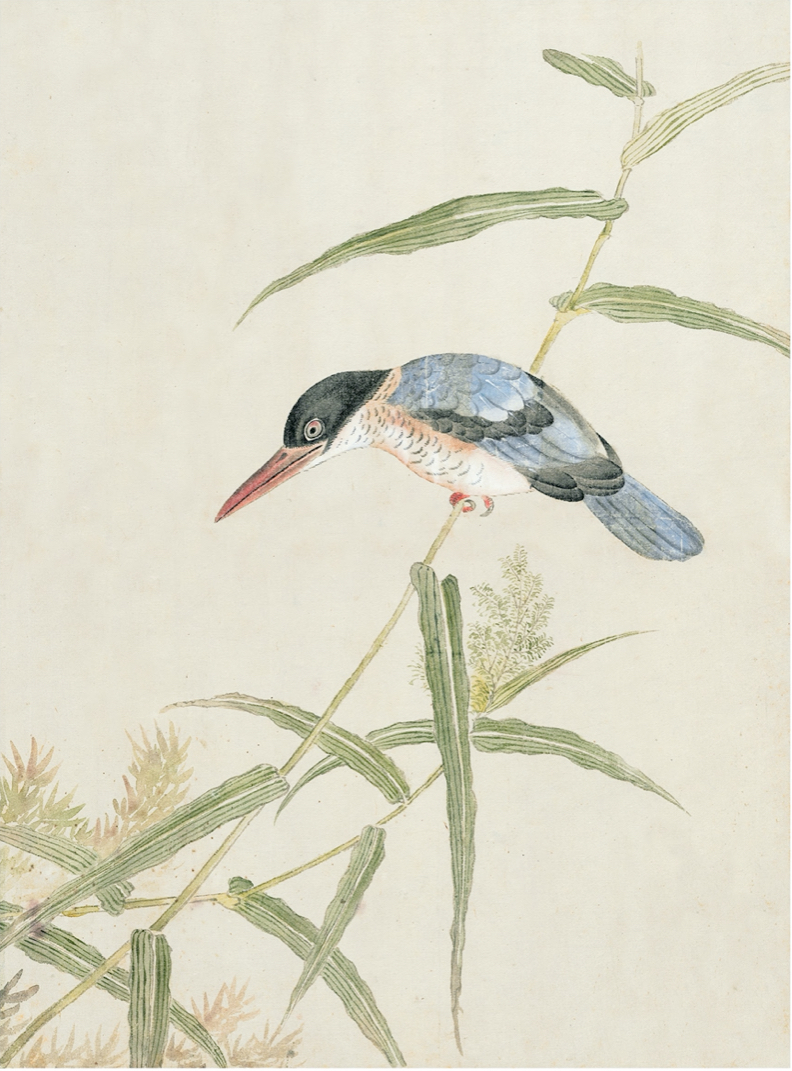 JAPANESE BIRDS
