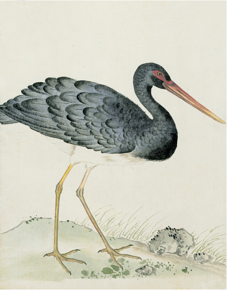 JAPANESE BIRDS