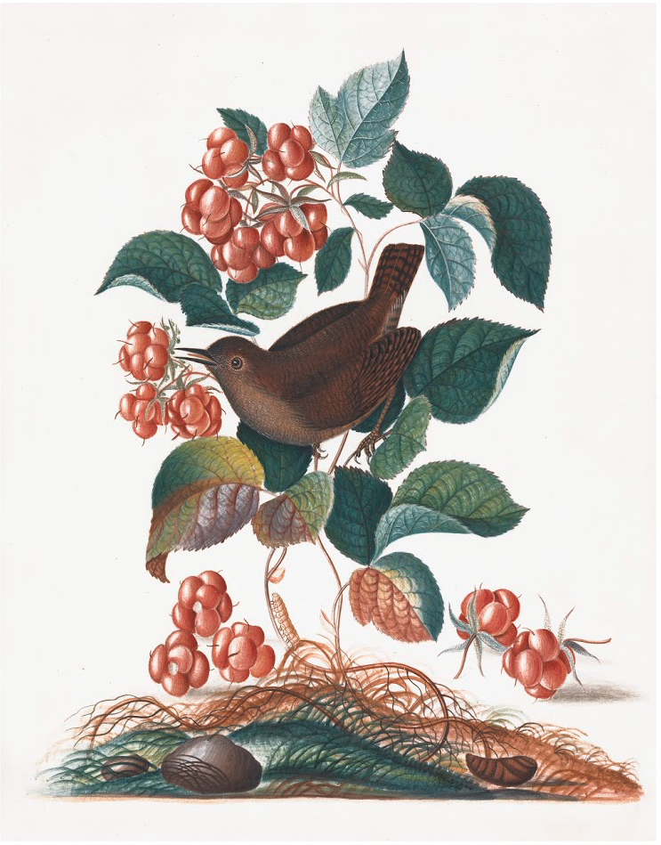 ENGLISH SPECIMENS