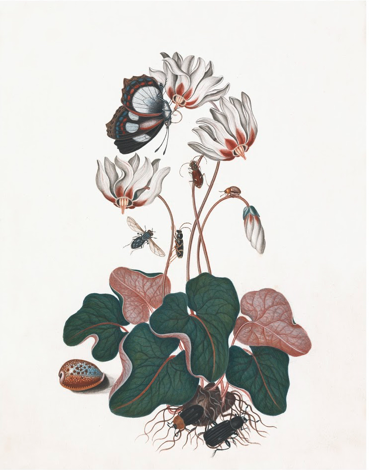 ENGLISH SPECIMENS