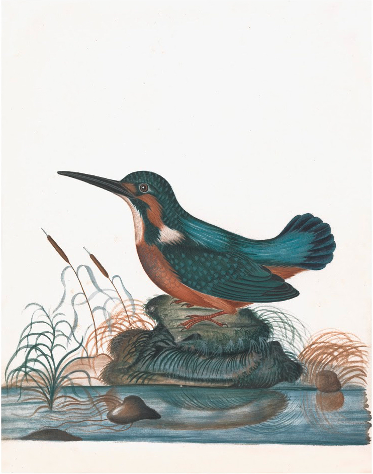 ENGLISH SPECIMENS