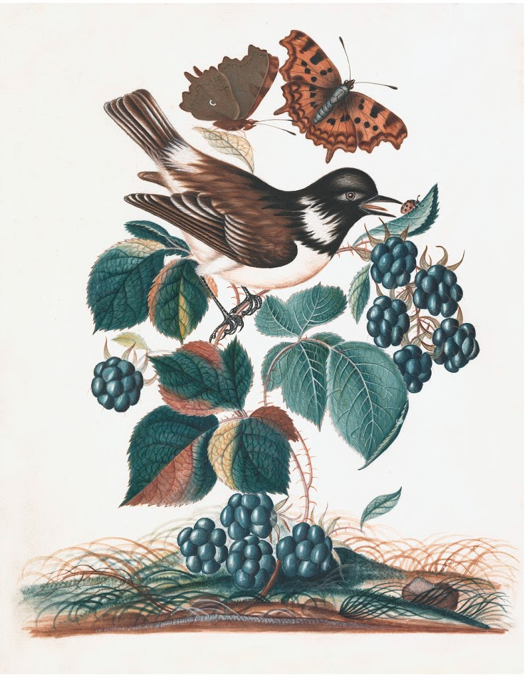 ENGLISH SPECIMENS