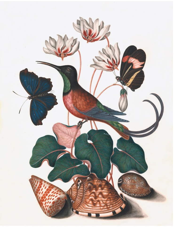 ENGLISH SPECIMENS