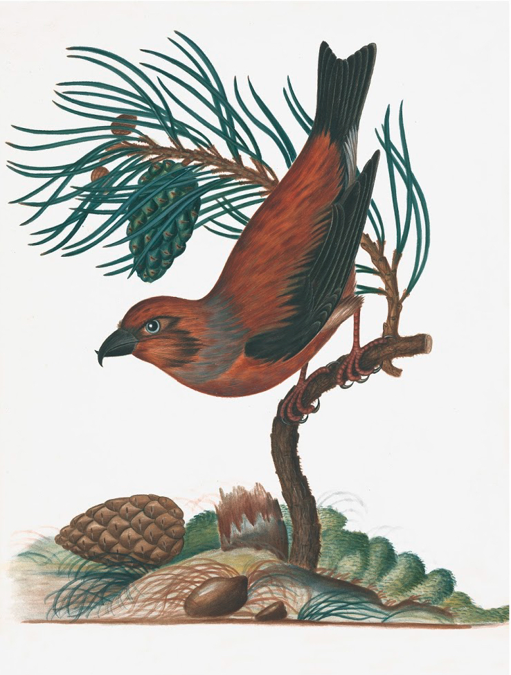 ENGLISH SPECIMENS