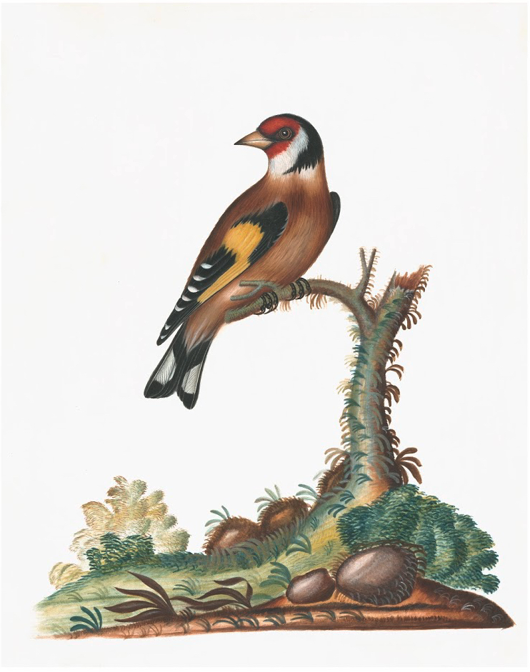 ENGLISH SPECIMENS