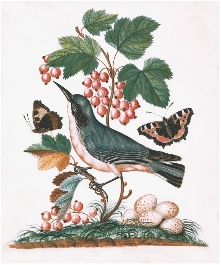 ENGLISH SPECIMENS