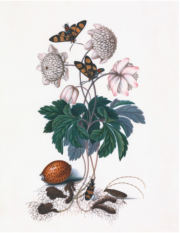 ENGLISH SPECIMENS