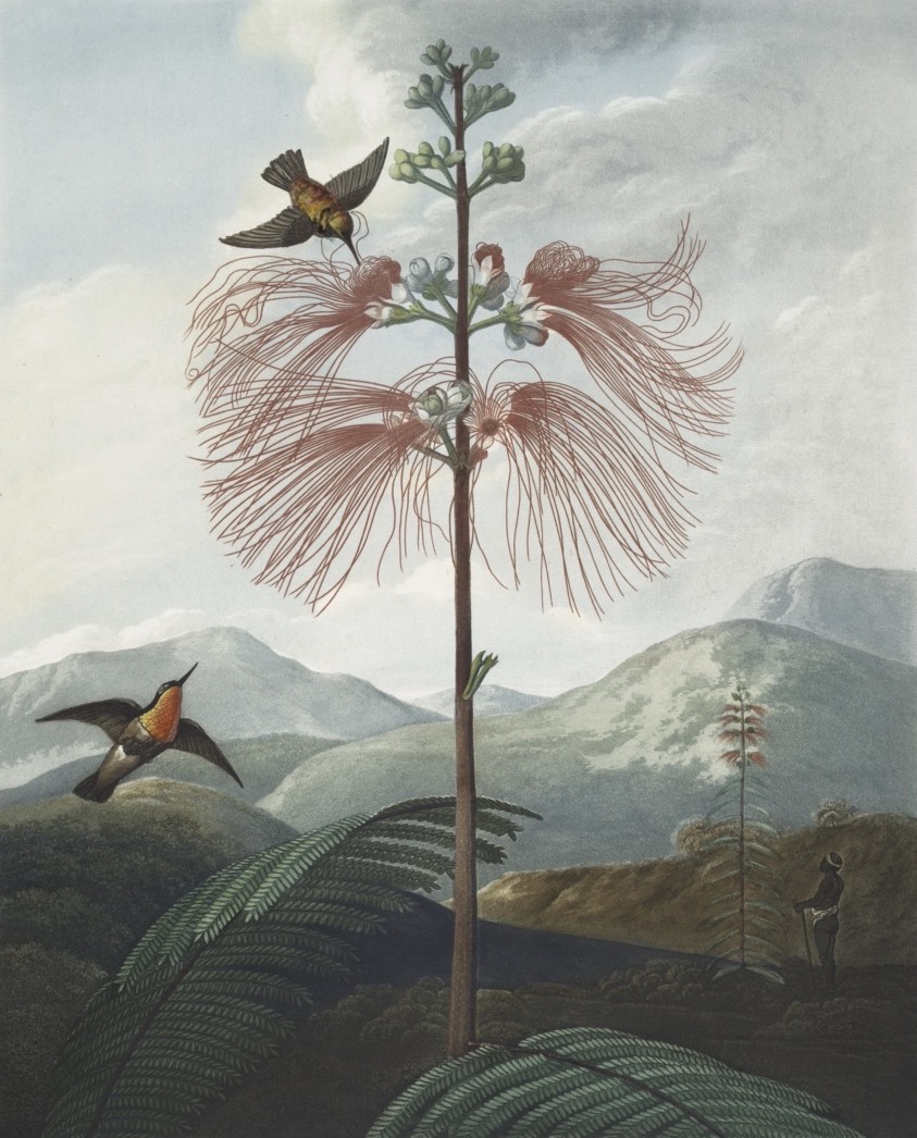 FLORA GARDEN