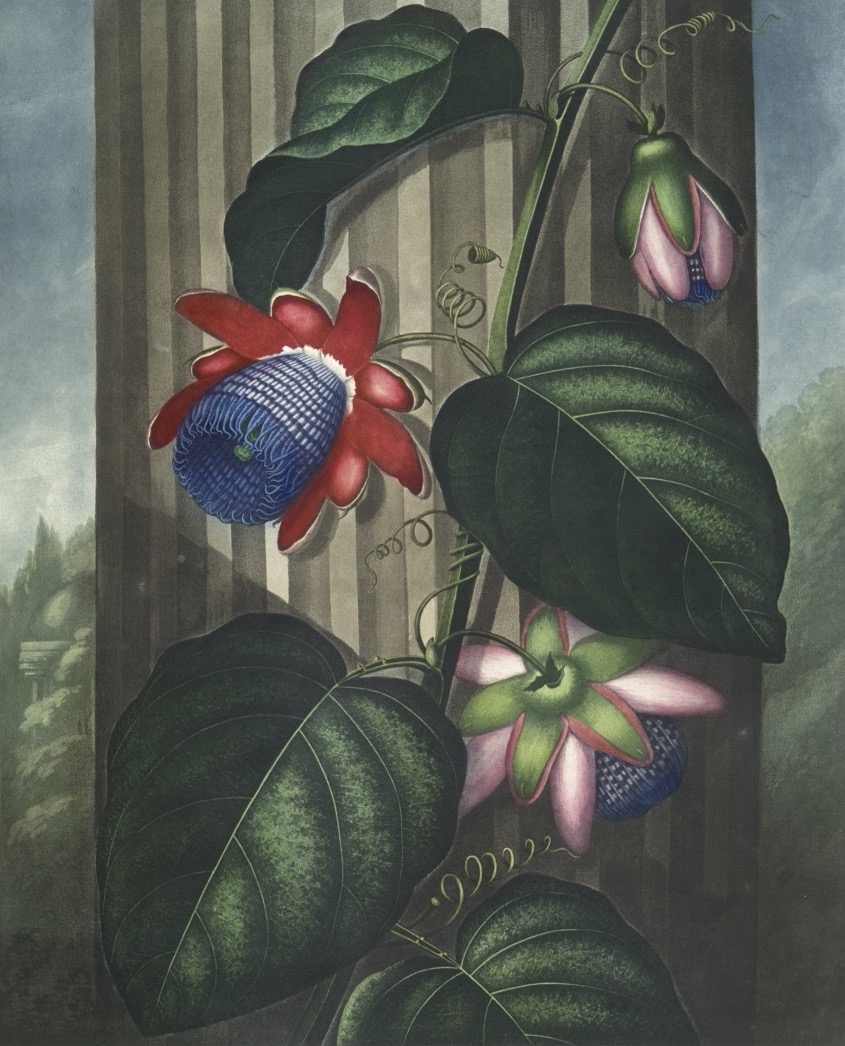 FLORA GARDEN