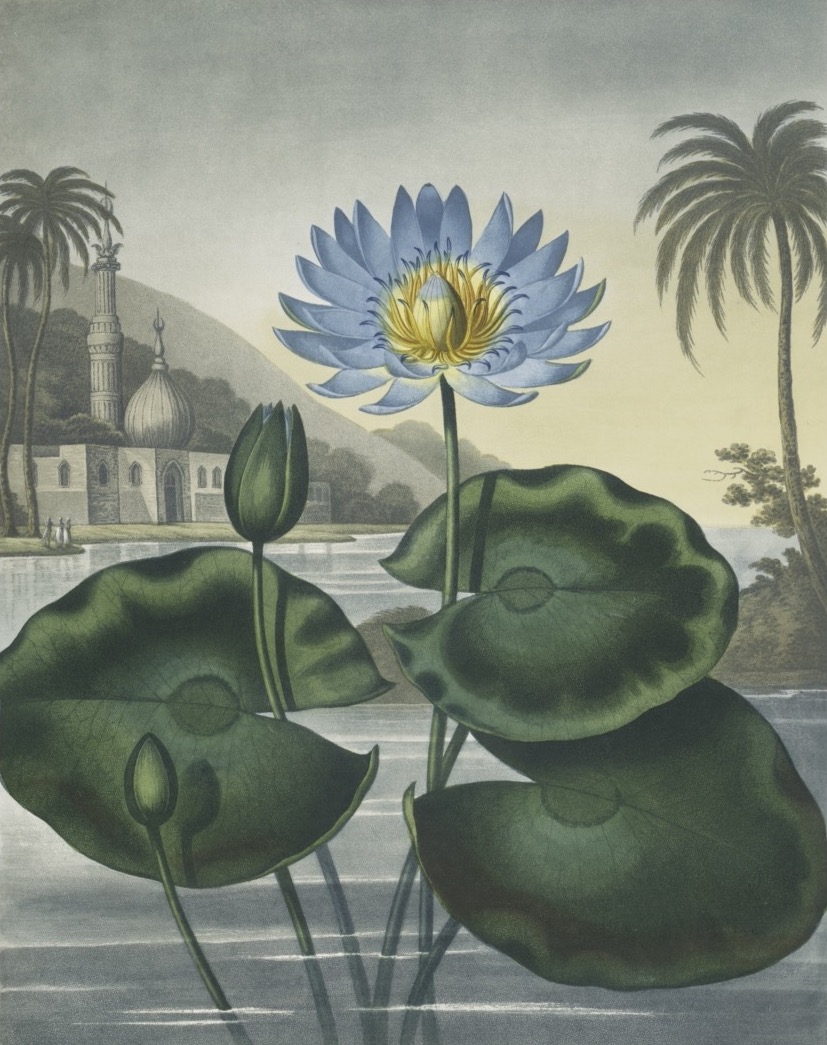 FLORA GARDEN